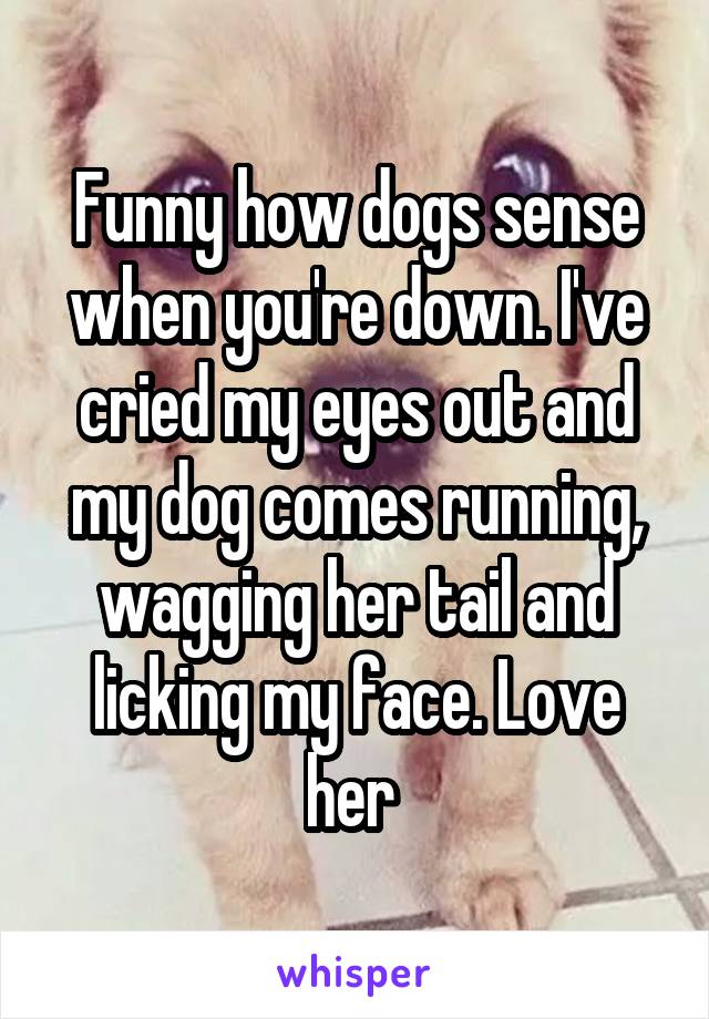 Funny how dogs sense when you're down. I've cried my eyes out and my dog comes running, wagging her tail and licking my face. Love her 