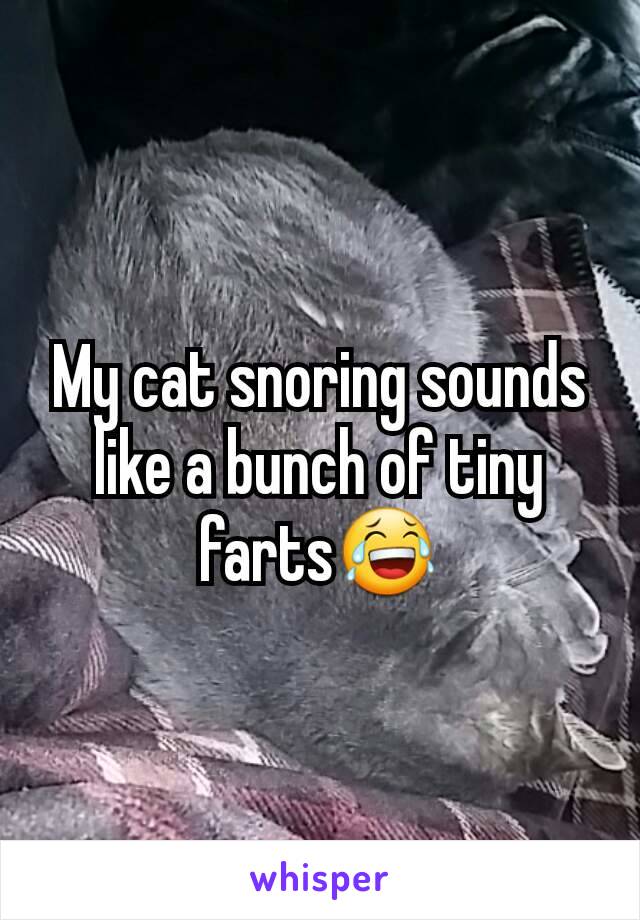 My cat snoring sounds like a bunch of tiny farts😂