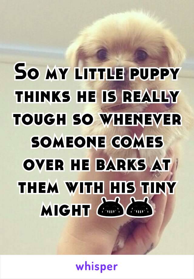 So my little puppy thinks he is really tough so whenever someone comes over he barks at them with his tiny might 😂😂