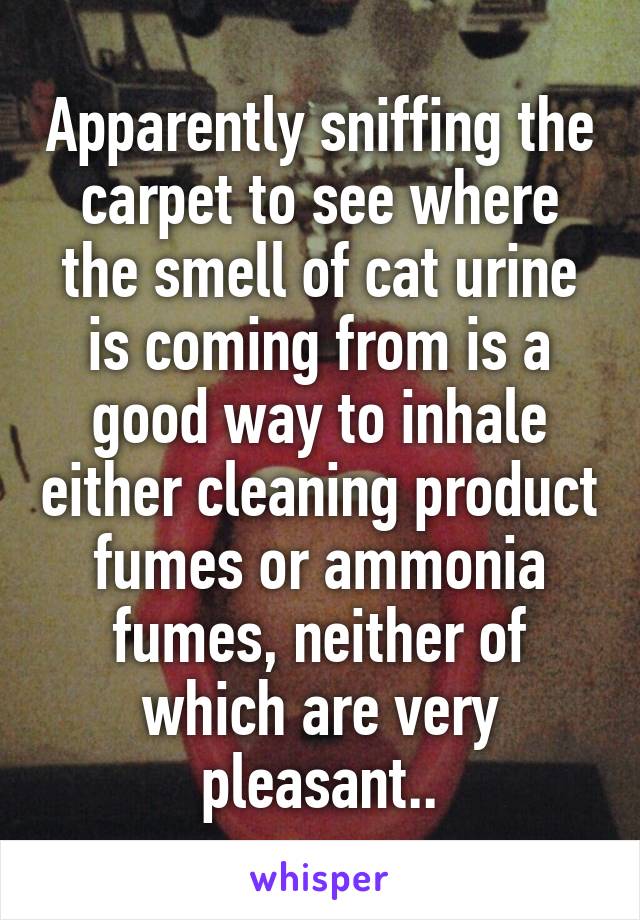 Apparently sniffing the carpet to see where the smell of cat urine is coming from is a good way to inhale either cleaning product fumes or ammonia fumes, neither of which are very pleasant..