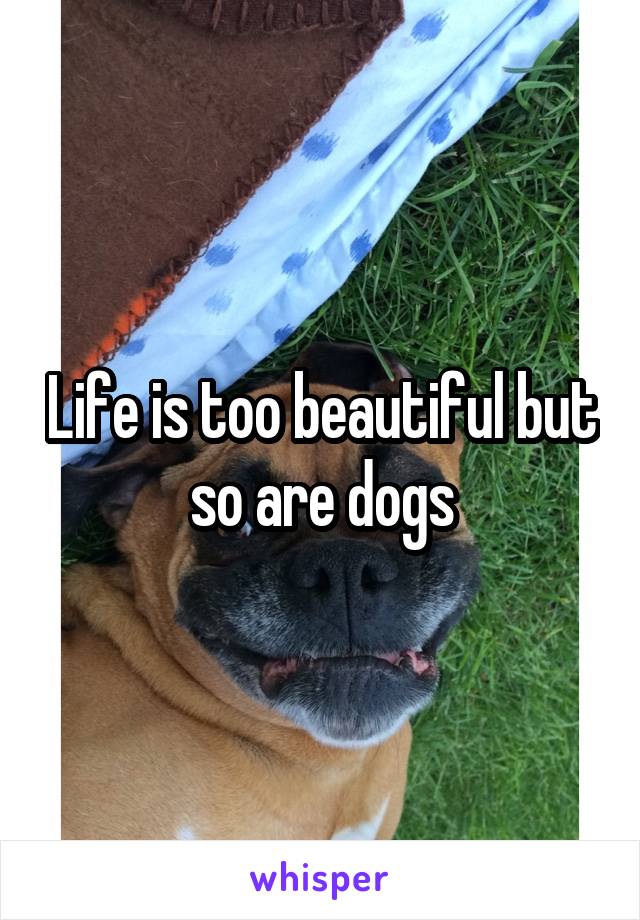 Life is too beautiful but so are dogs