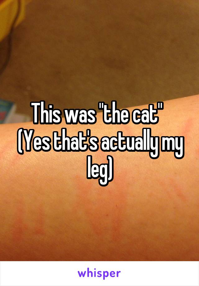 This was "the cat"   (Yes that's actually my leg)