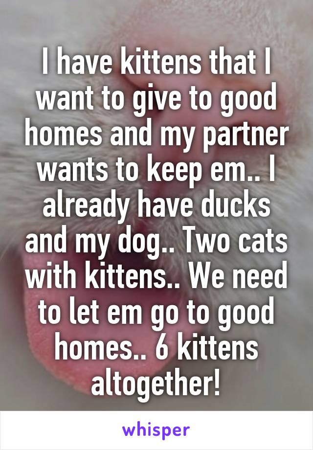 I have kittens that I want to give to good homes and my partner wants to keep em.. I already have ducks and my dog.. Two cats with kittens.. We need to let em go to good homes.. 6 kittens altogether!