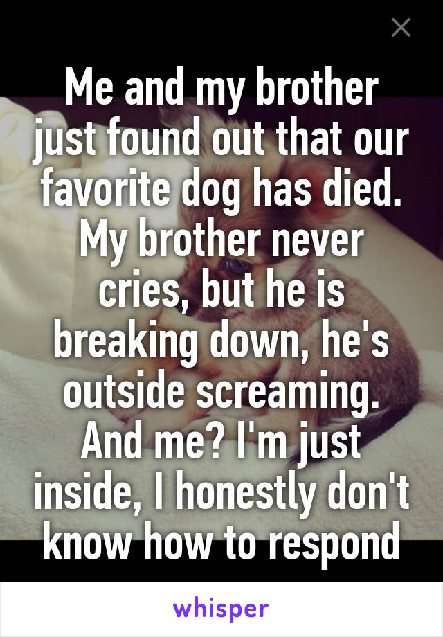 Me and my brother just found out that our favorite dog has died.
My brother never cries, but he is breaking down, he's outside screaming.
And me? I'm just inside, I honestly don't know how to respond