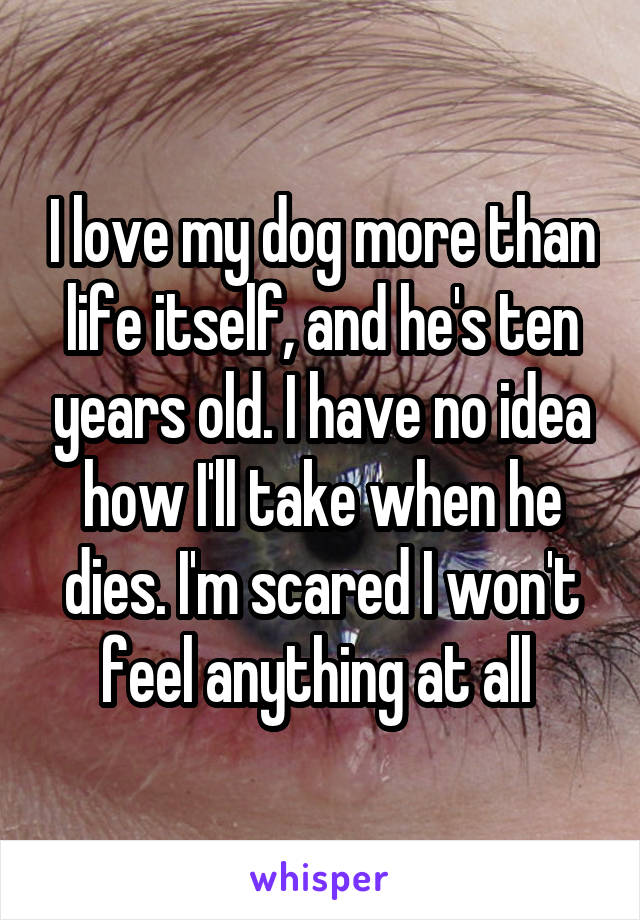 I love my dog more than life itself, and he's ten years old. I have no idea how I'll take when he dies. I'm scared I won't feel anything at all 