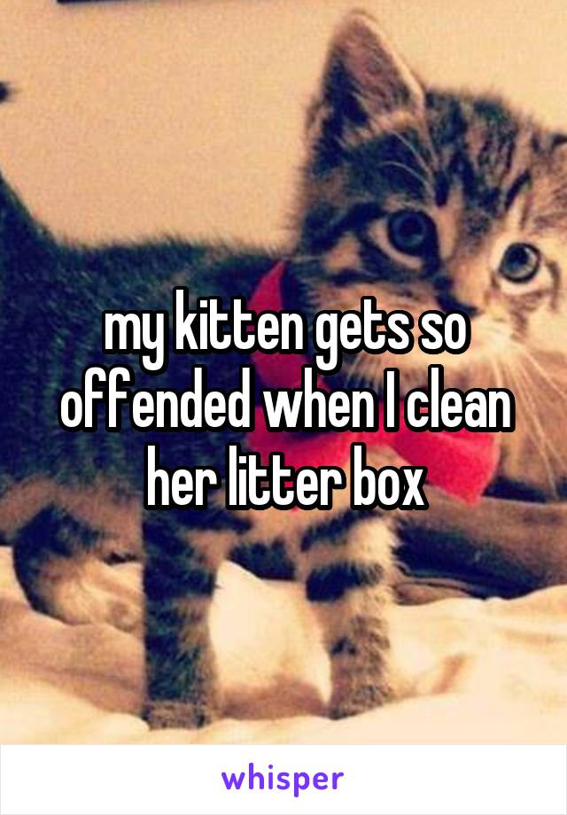 my kitten gets so offended when I clean her litter box