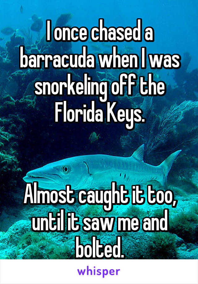 I once chased a barracuda when I was snorkeling off the Florida Keys.


Almost caught it too, until it saw me and bolted.