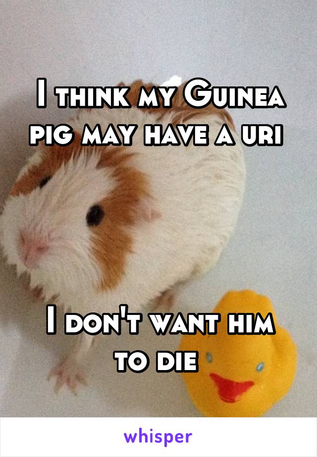 I think my Guinea pig may have a uri 




I don't want him to die 