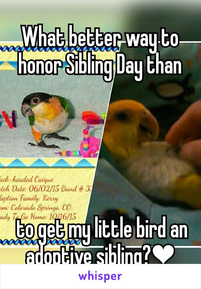 What better way to honor Sibling Day than





 to get my little bird an adoptive sibling?❤