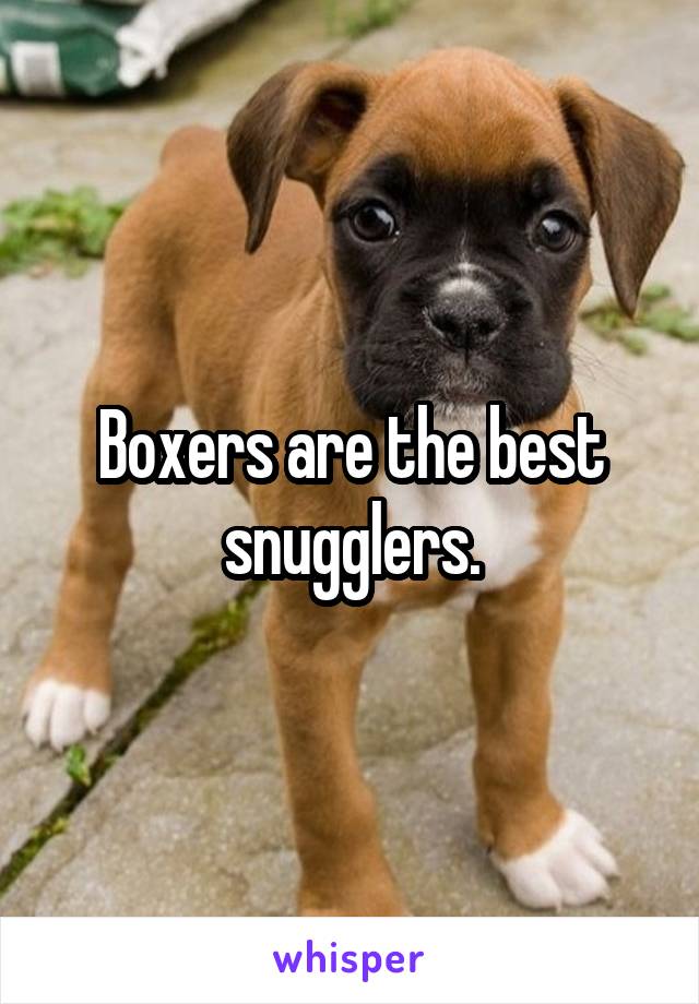 Boxers are the best snugglers.