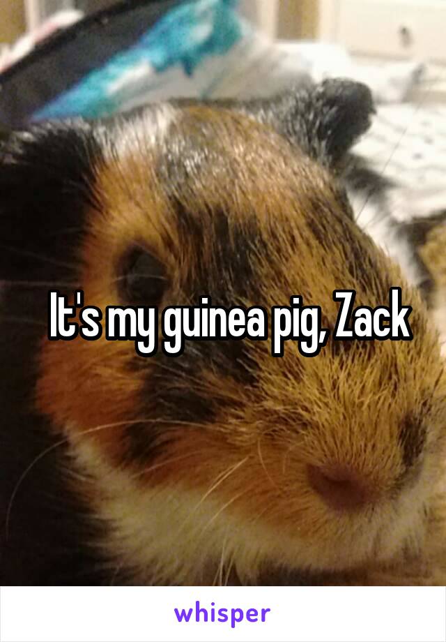  It's my guinea pig, Zack