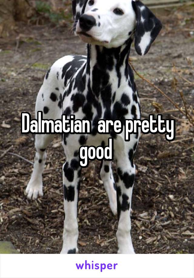 Dalmatian  are pretty good 