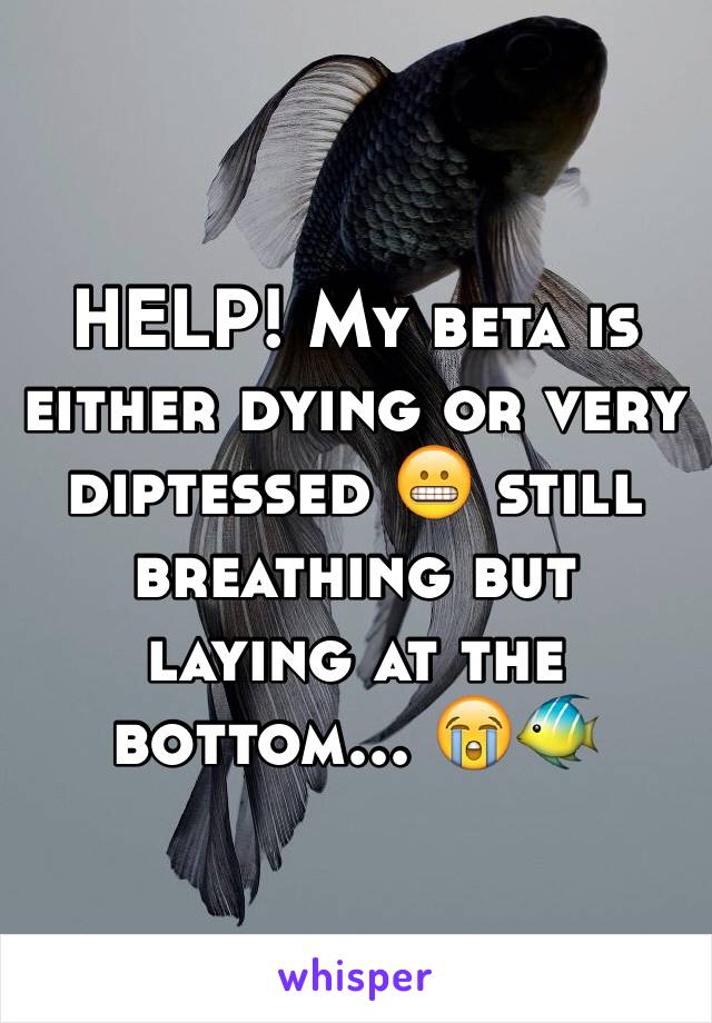 HELP! My beta is either dying or very diptessed 😬 still breathing but laying at the bottom... 😭🐠