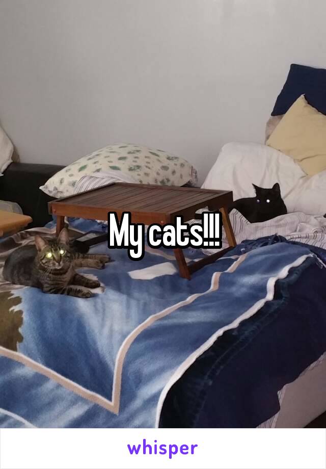 My cats!!!