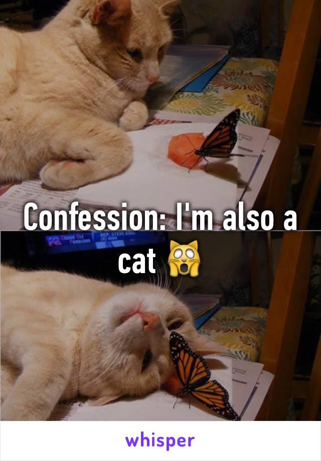 Confession: I'm also a cat 🙀