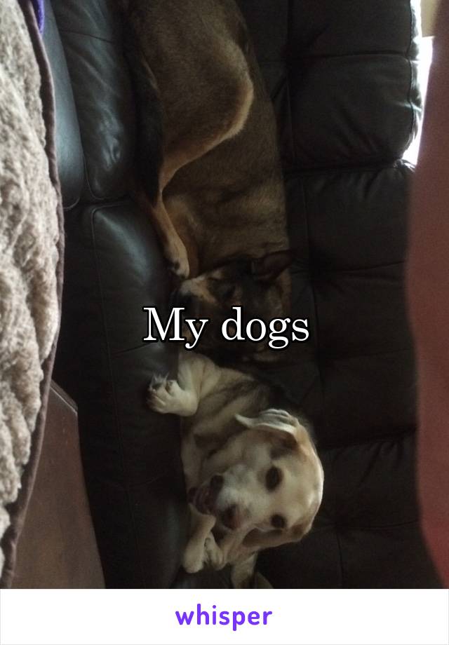 My dogs