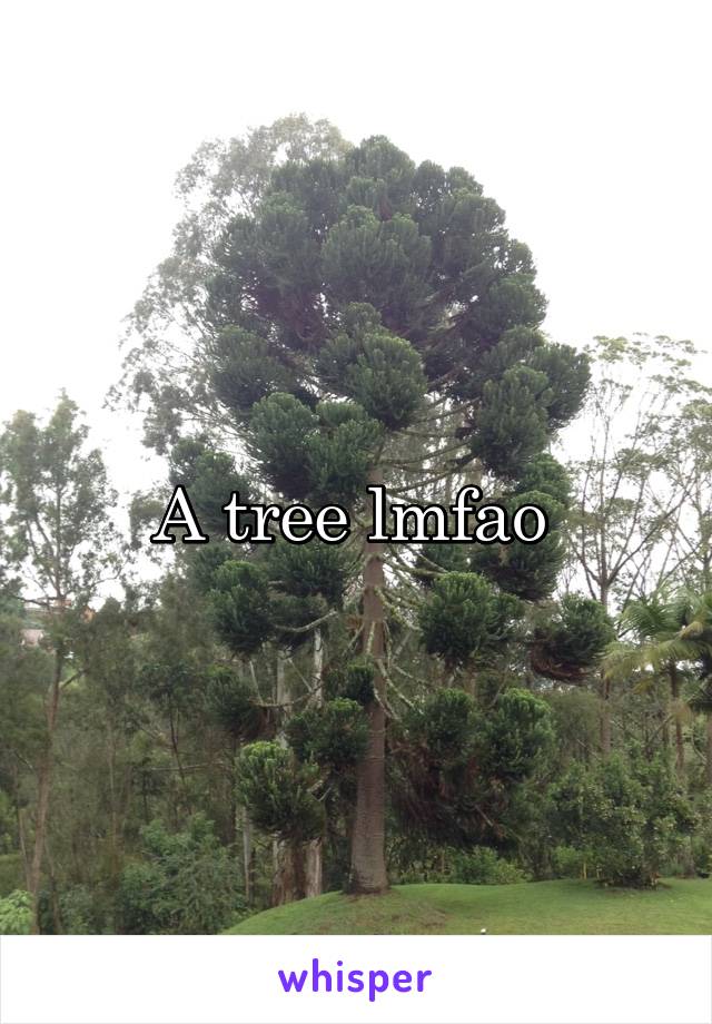 A tree lmfao 