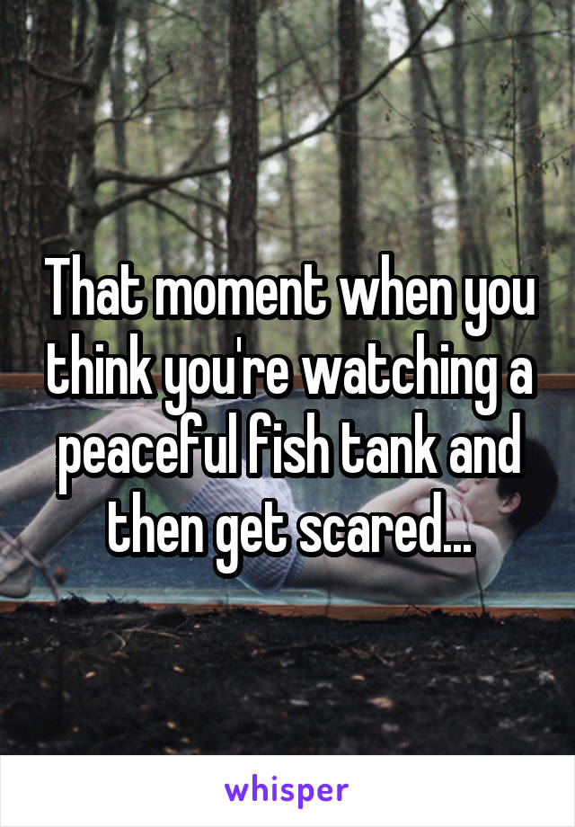 That moment when you think you're watching a peaceful fish tank and then get scared...