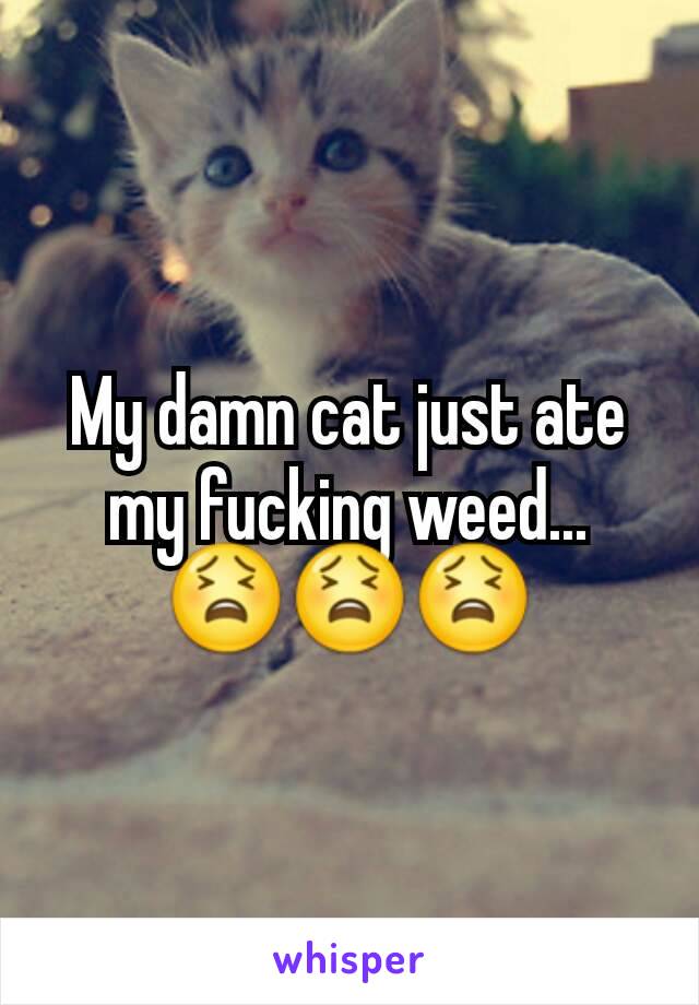 My damn cat just ate my fucking weed... 😫😫😫