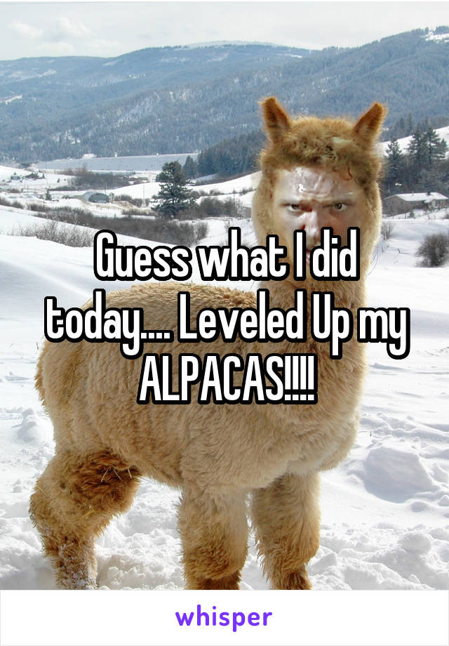 Guess what I did today.... Leveled Up my ALPACAS!!!!