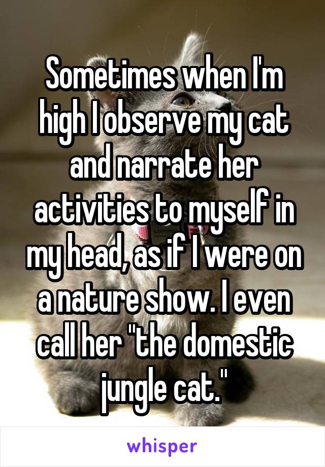 Sometimes when I'm high I observe my cat and narrate her activities to myself in my head, as if I were on a nature show. I even call her "the domestic jungle cat."