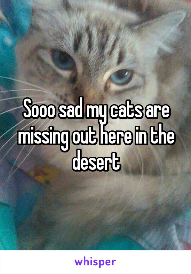 Sooo sad my cats are missing out here in the desert