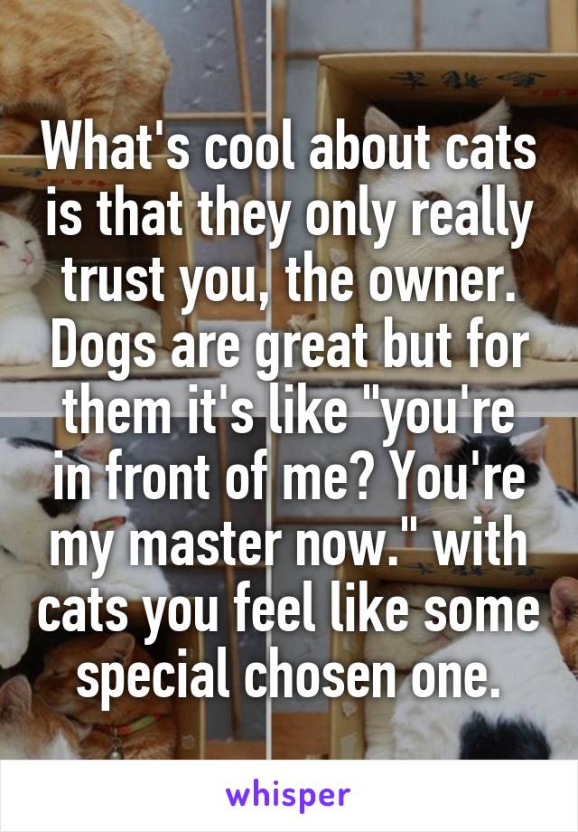 What's cool about cats is that they only really trust you, the owner. Dogs are great but for them it's like "you're in front of me? You're my master now." with cats you feel like some special chosen one.