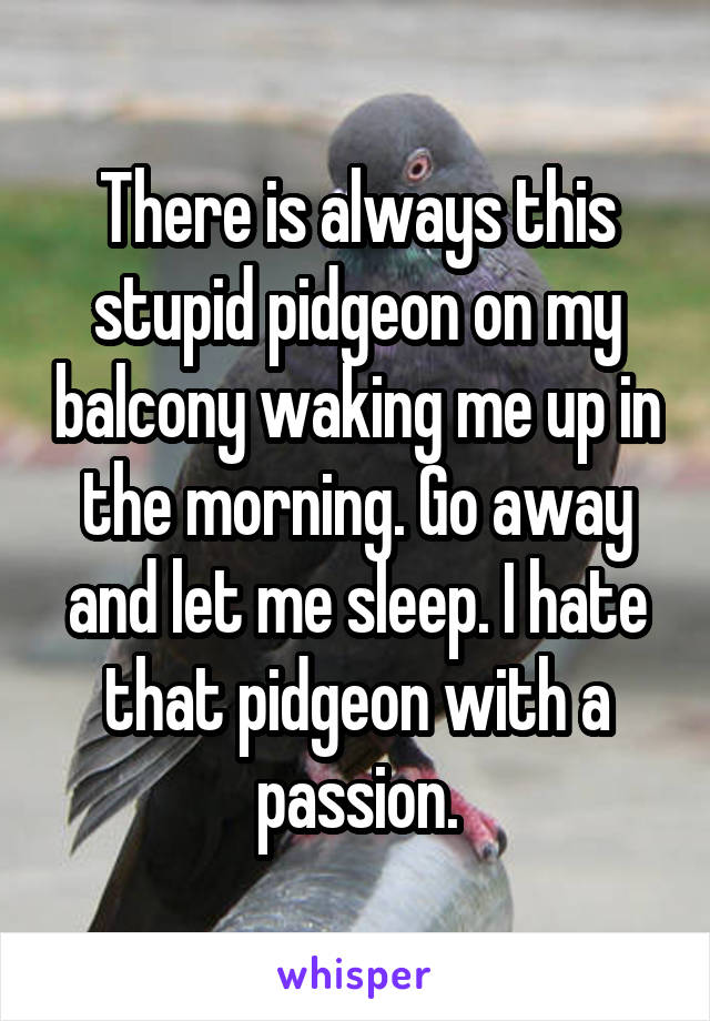 There is always this stupid pidgeon on my balcony waking me up in the morning. Go away and let me sleep. I hate that pidgeon with a passion.