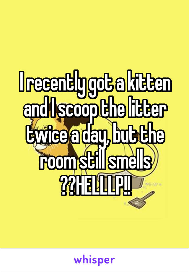 I recently got a kitten and I scoop the litter twice a day, but the room still smells ??HELLLP!!