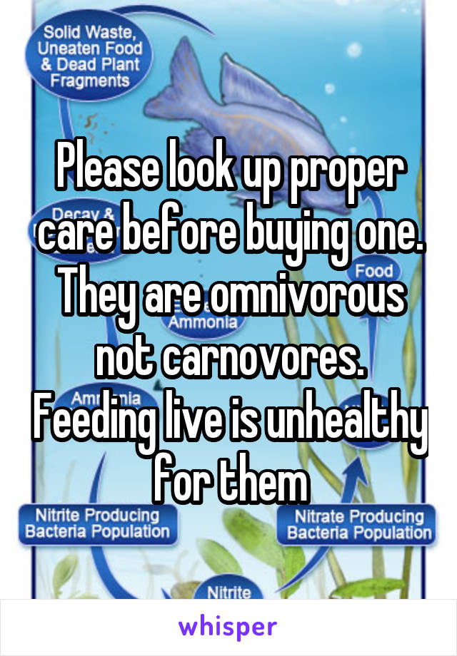 Please look up proper care before buying one. They are omnivorous not carnovores. Feeding live is unhealthy for them