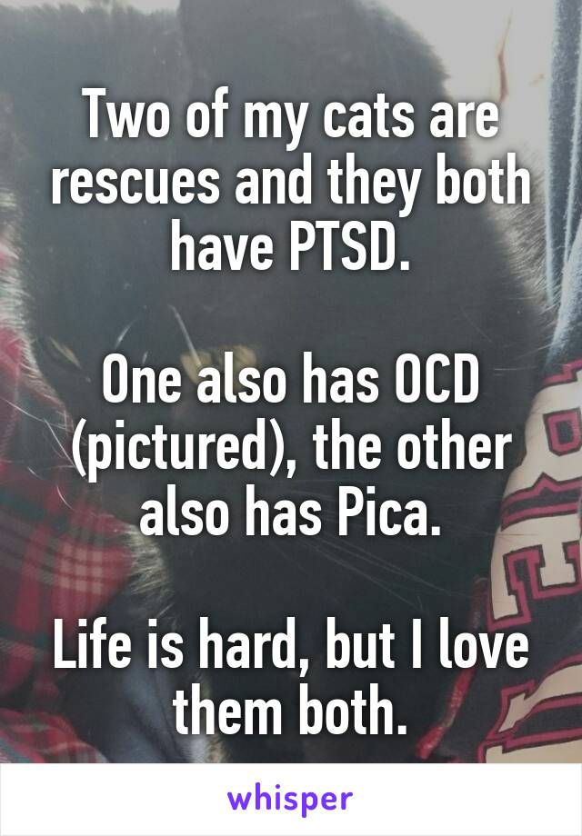 Two of my cats are rescues and they both have PTSD.

One also has OCD (pictured), the other also has Pica.

Life is hard, but I love them both.