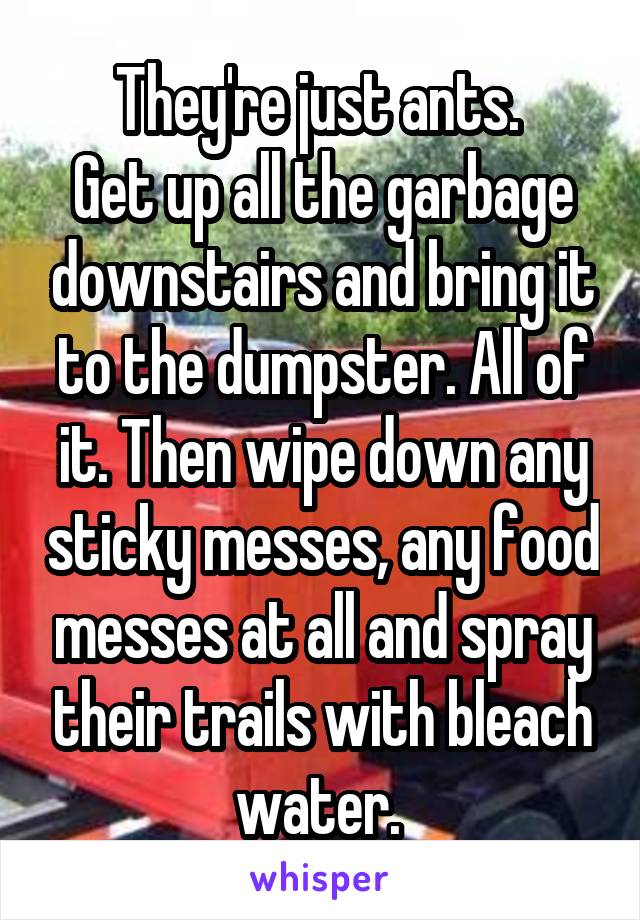 They're just ants. 
Get up all the garbage downstairs and bring it to the dumpster. All of it. Then wipe down any sticky messes, any food messes at all and spray their trails with bleach water. 