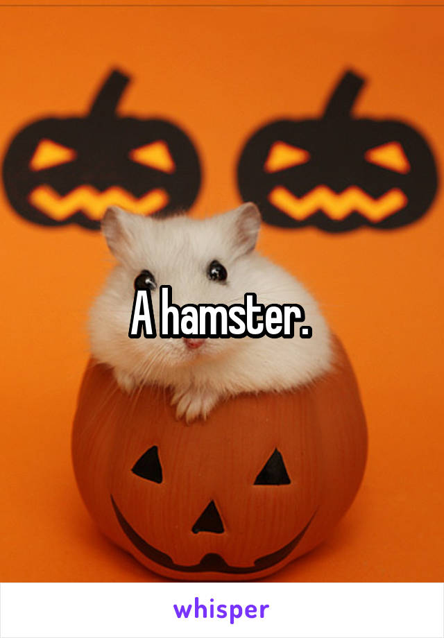 A hamster. 