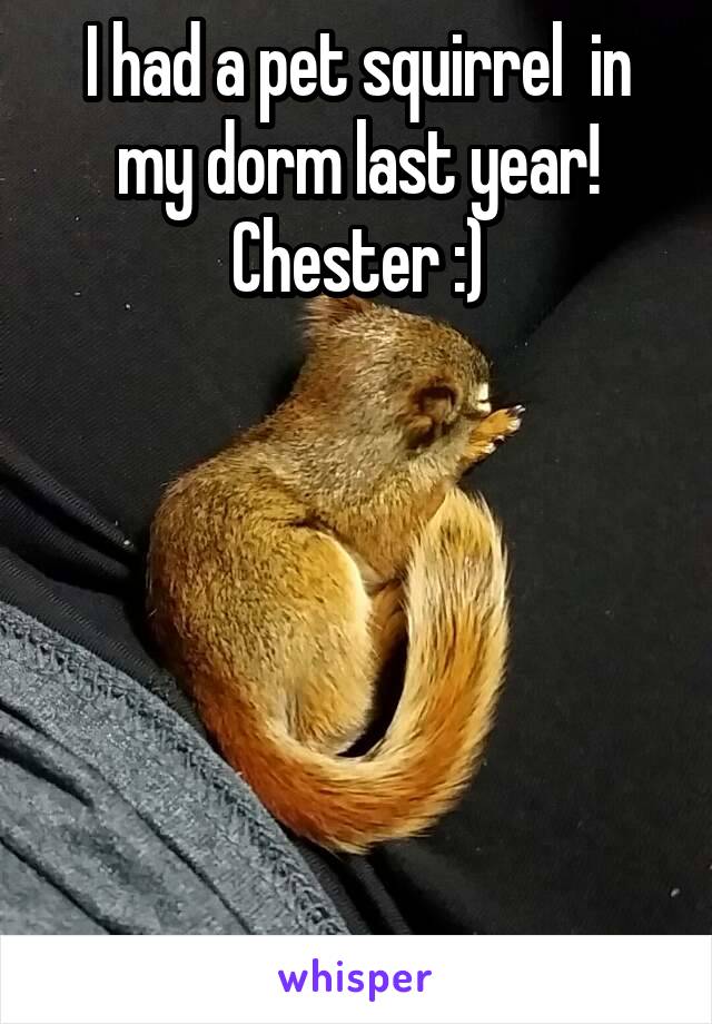 I had a pet squirrel  in my dorm last year! Chester :)






