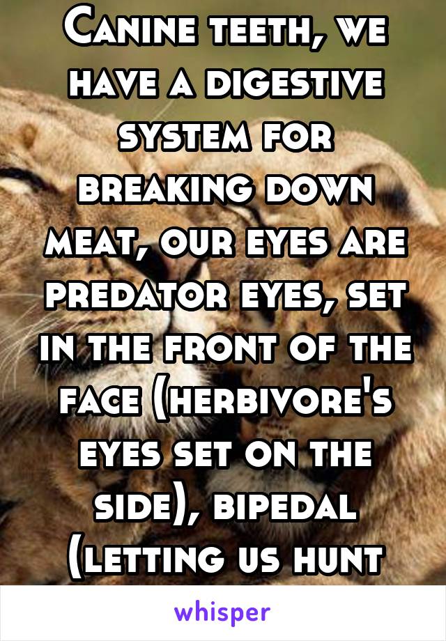 Canine teeth, we have a digestive system for breaking down meat, our eyes are predator eyes, set in the front of the face (herbivore's eyes set on the side), bipedal (letting us hunt longer), etc.