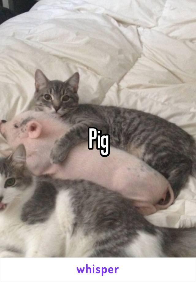 Pig