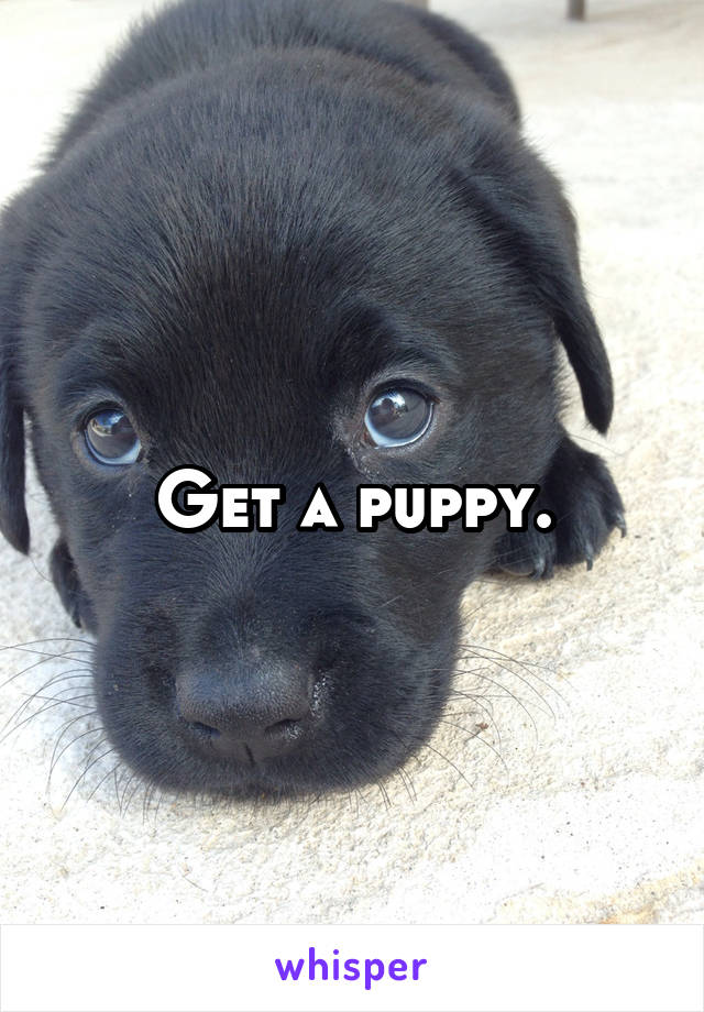 Get a puppy.