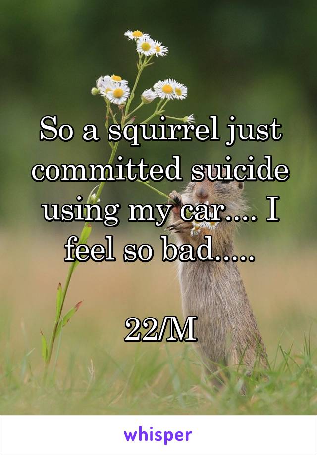 So a squirrel just committed suicide using my car.... I feel so bad.....

22/M