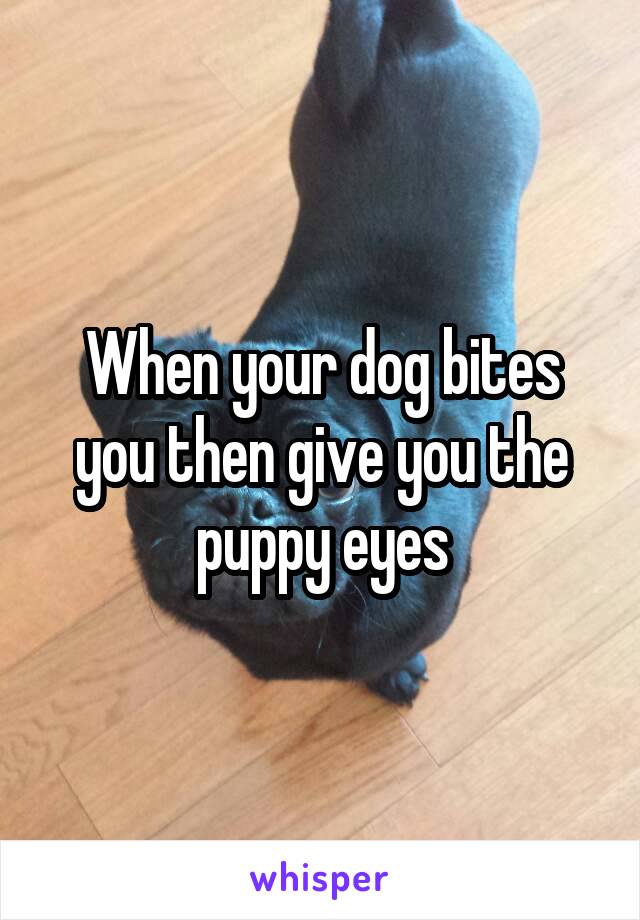 When your dog bites you then give you the puppy eyes