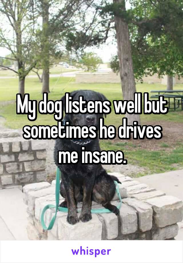 My dog listens well but sometimes he drives me insane.