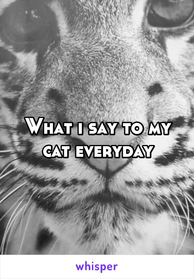 What i say to my cat everyday