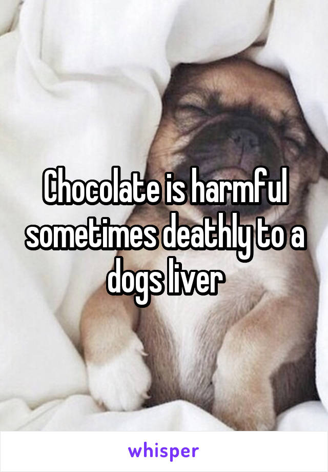 Chocolate is harmful sometimes deathly to a dogs liver