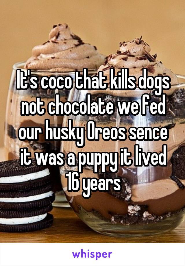 It's coco that kills dogs not chocolate we fed our husky Oreos sence it was a puppy it lived 16 years
