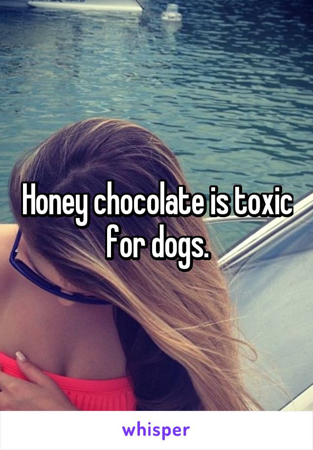 Honey chocolate is toxic for dogs.