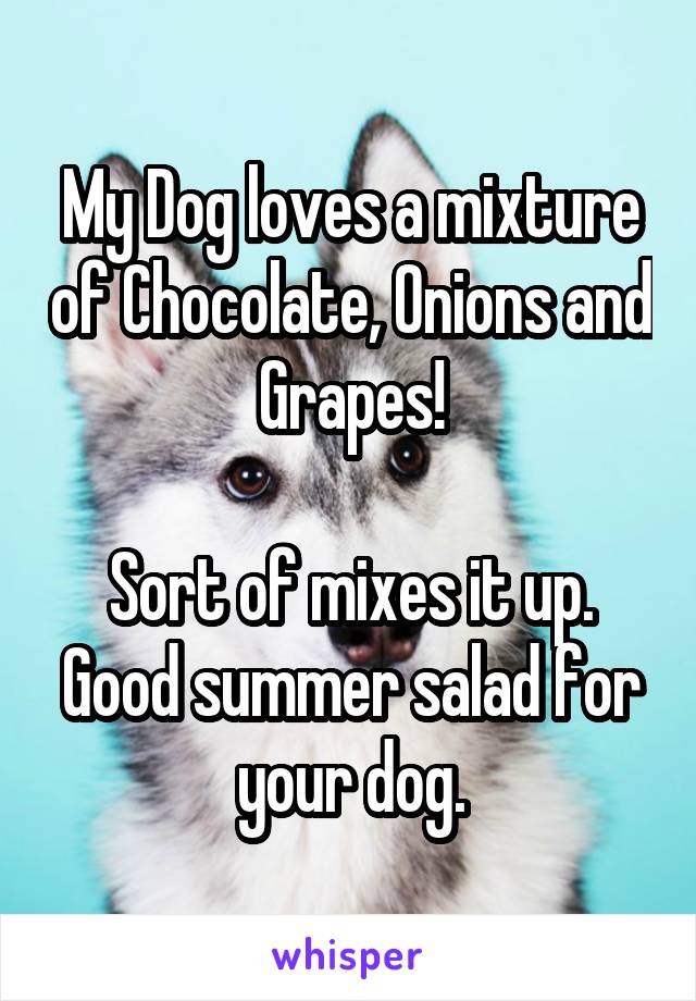 My Dog loves a mixture of Chocolate, Onions and Grapes!

Sort of mixes it up. Good summer salad for your dog.