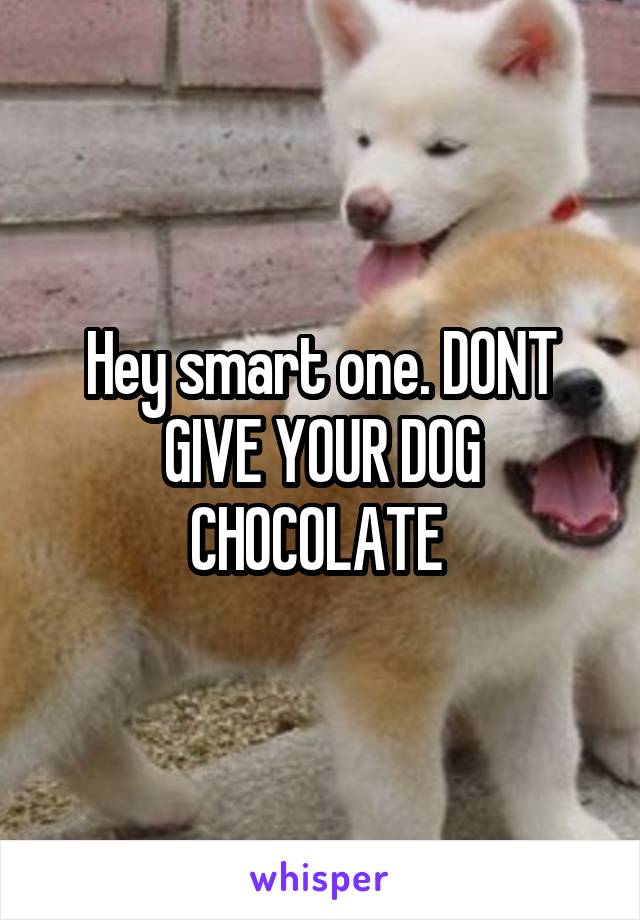 Hey smart one. DONT GIVE YOUR DOG CHOCOLATE 