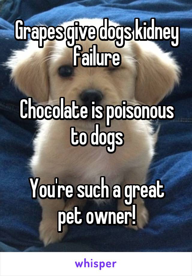 Grapes give dogs kidney failure

Chocolate is poisonous to dogs

You're such a great pet owner!
