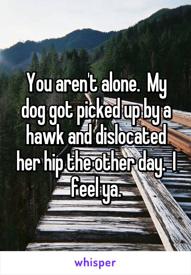 You aren't alone.  My dog got picked up by a hawk and dislocated her hip the other day.  I feel ya.