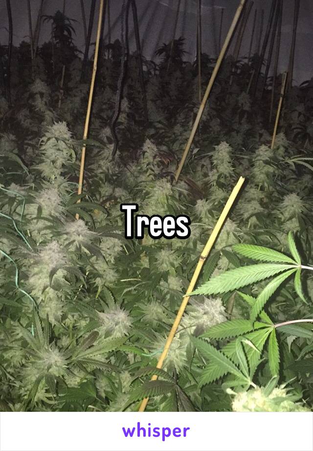 Trees 