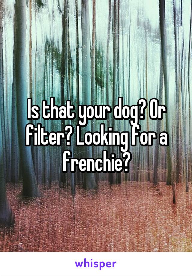 Is that your dog? Or filter? Looking for a frenchie😍
